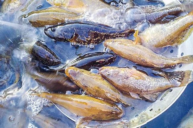 东北冻不死的鱼人称老头鱼过去没人吃如今备受青睐