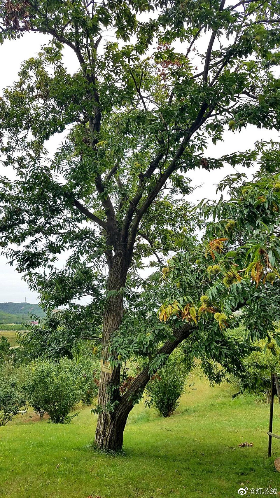 傍晚在天沐的园子里散步树上的板栗有开始微微裂口的
