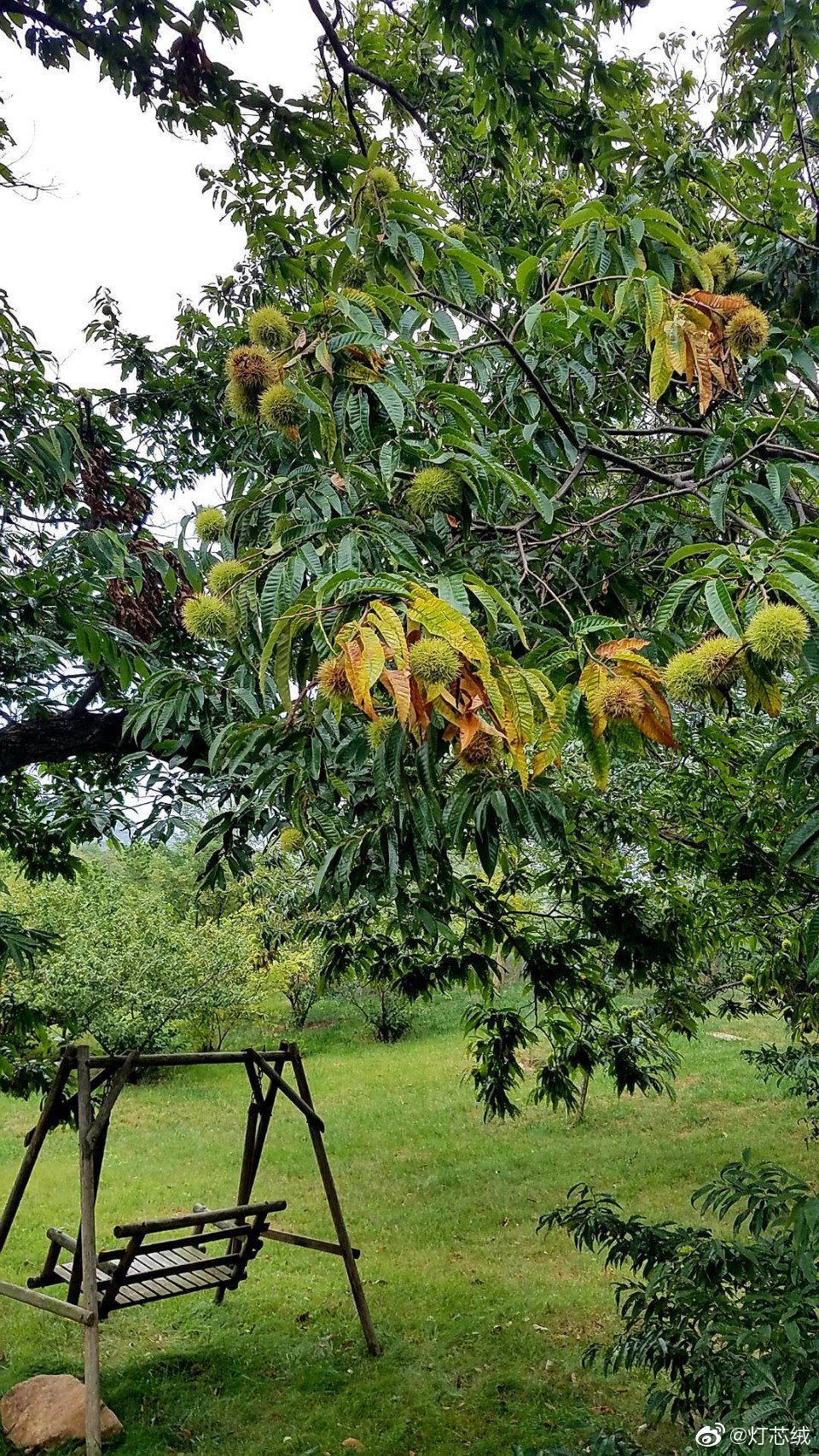 傍晚在天沐的园子里散步树上的板栗有开始微微裂口的