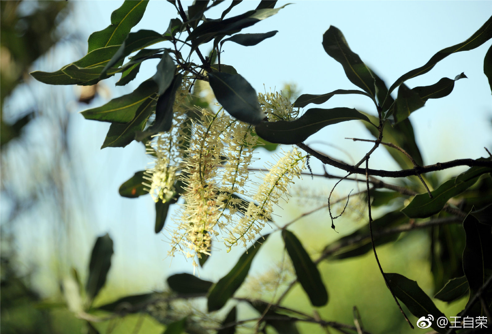 我不,但我知道坚果(澳洲坚果,又名夏威夷果) 开花的模样.