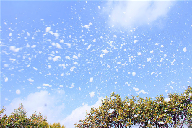 广州花都香草世界飘起了雪花众多游客穿短袖与裙子赏雪