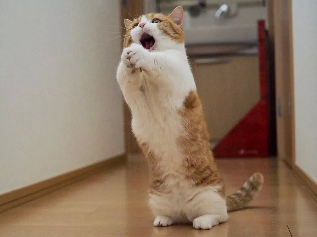 表情逐渐狰狞那些年我们仍未知道可怜的铲屎官被俩猫的尖叫折磨了多久