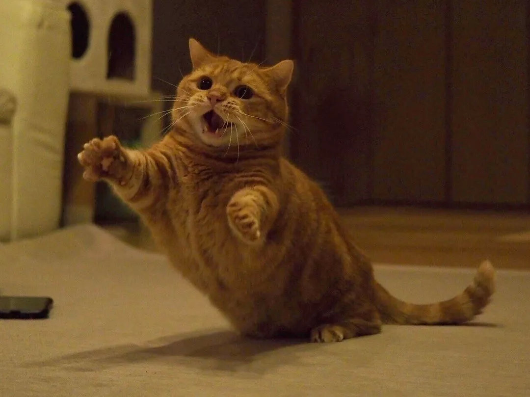 日本短腿猫咪兄妹靠打排球爆红网络飞扑吼叫还会垫球