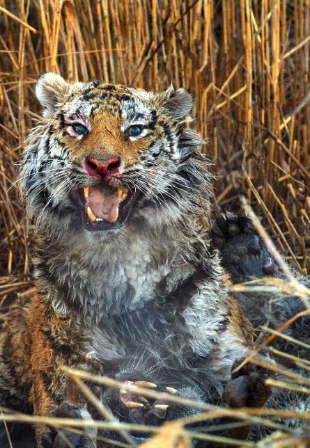 第一次听说非洲也有野生老虎,注意是野生老虎,不是动物园老虎!