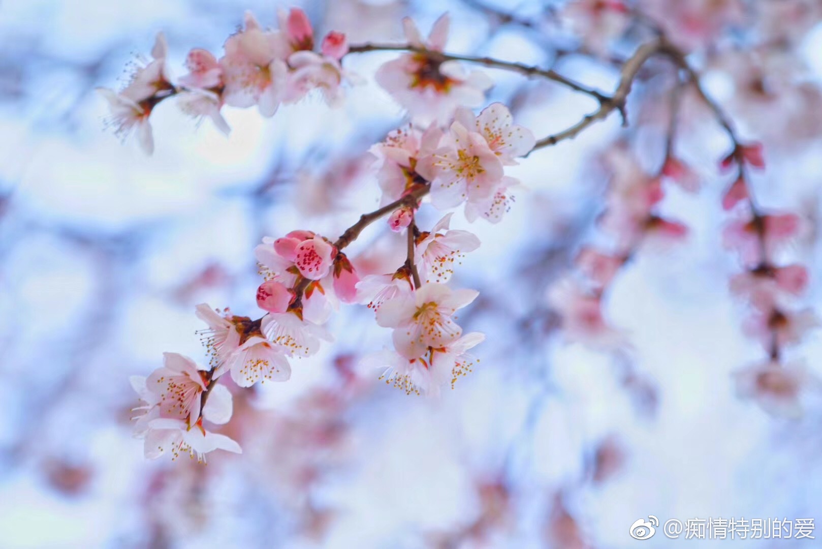 沈阳:粉色桃花芬芳四溢,在阳光下分外娇羞.