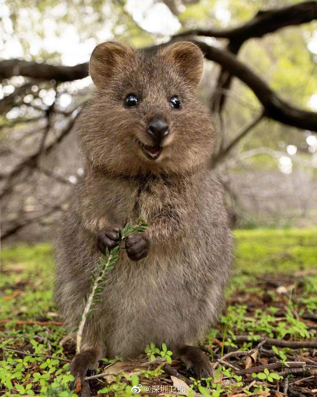 短尾矮袋鼠,是澳洲的一个濒危物种,应该是世界上最开心的动物了吧