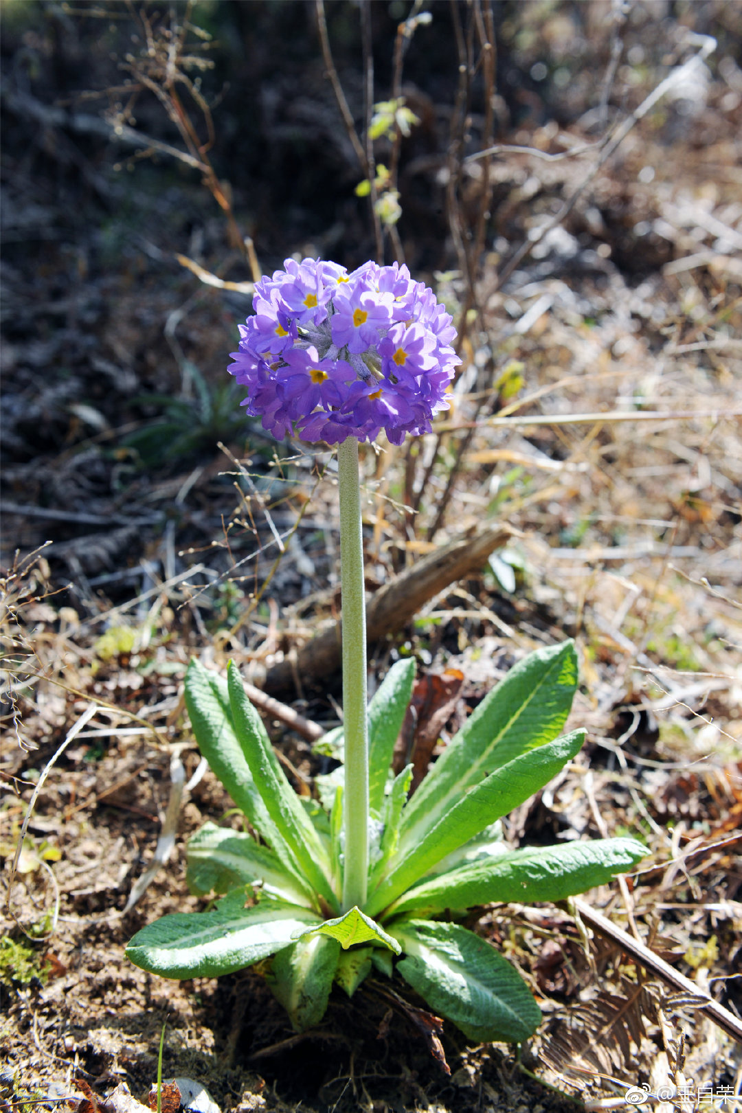 有缘看到的极少能到云南临沧大山上观赏粉色云南报春花的也不多