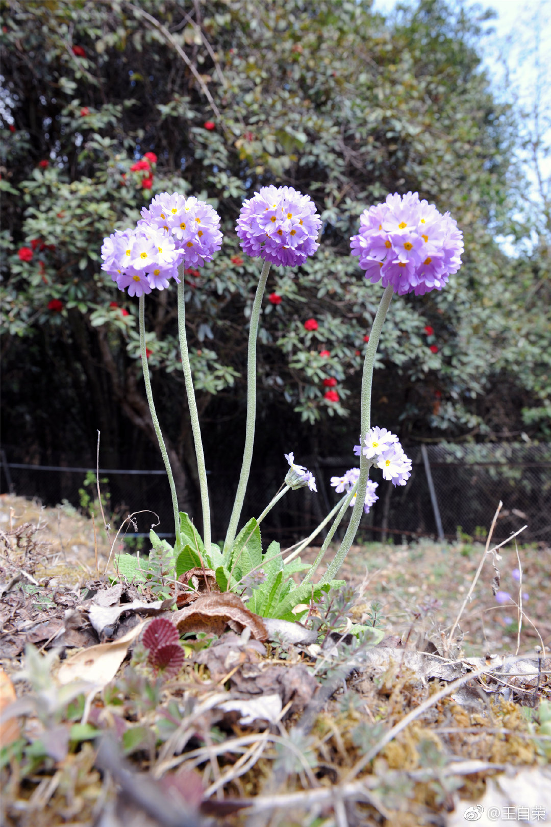 有缘看到的极少能到云南临沧大山上观赏粉色云南报春花的也不多