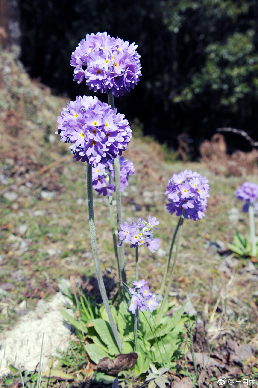 有缘看到的极少能到云南临沧大山上观赏粉色云南报春花的也不多