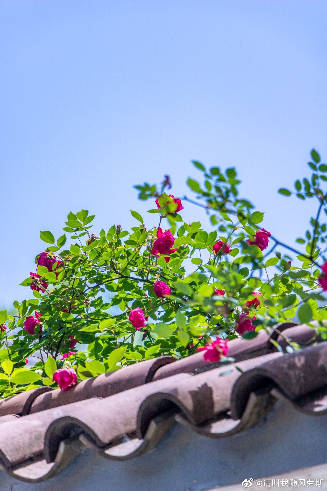 颐和路蔷薇花已开南京先锋书店江苏新闻