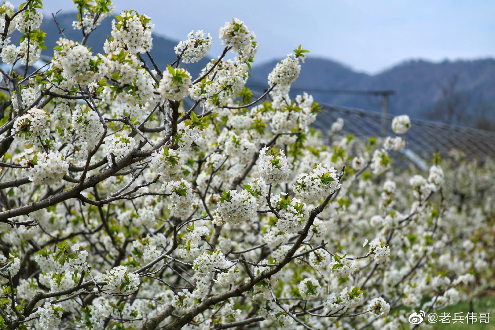 旅順口:櫻桃花開