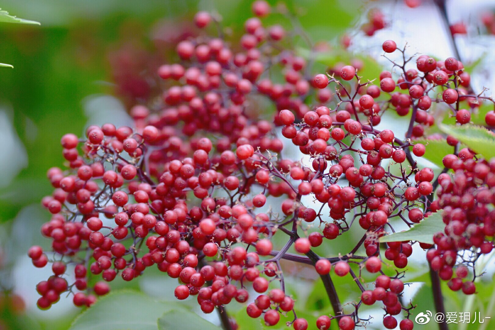接骨木的红色果实,原创摄影 @中国图库冯飞燕 @中国图库tukuchina