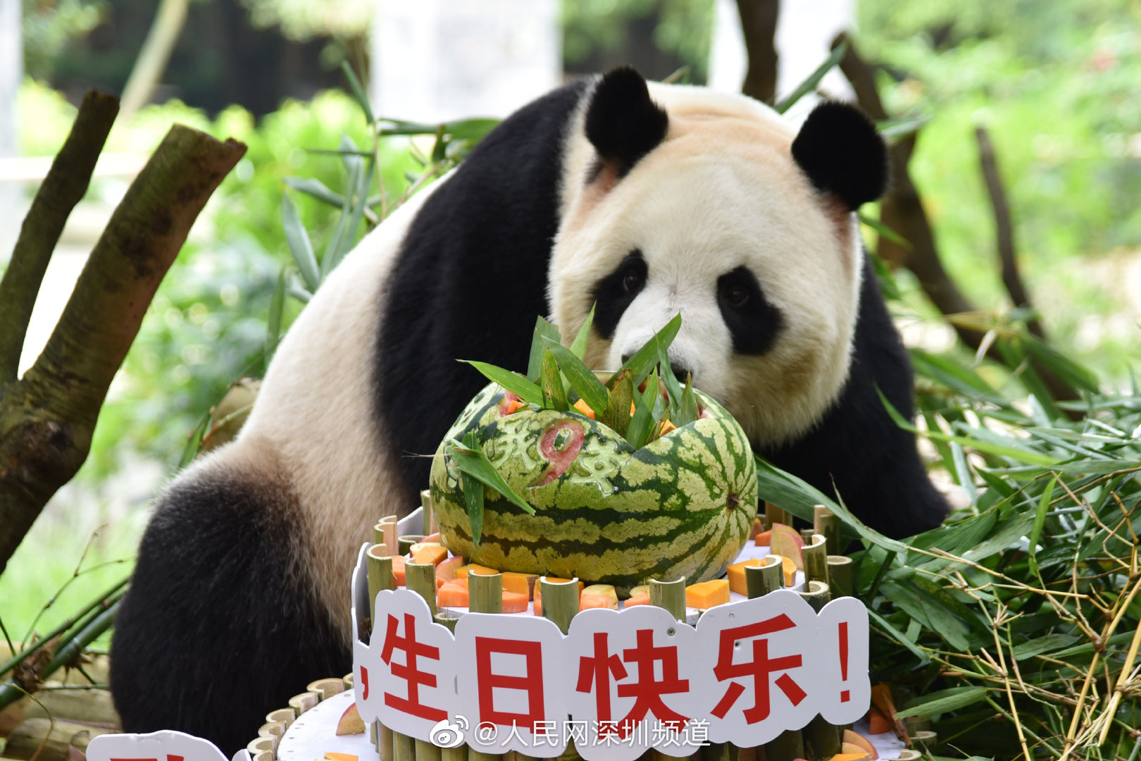 大熊猫"园舟"迎来9岁生日啦