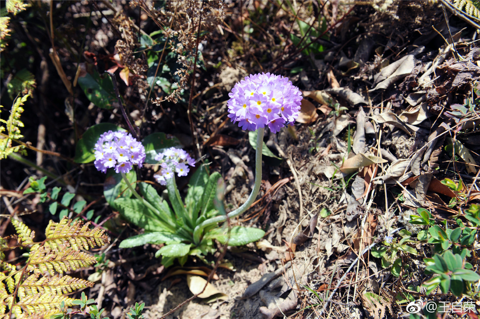 有缘看到的极少,能到云南临沧大山上观赏粉色云南报春花的也不多