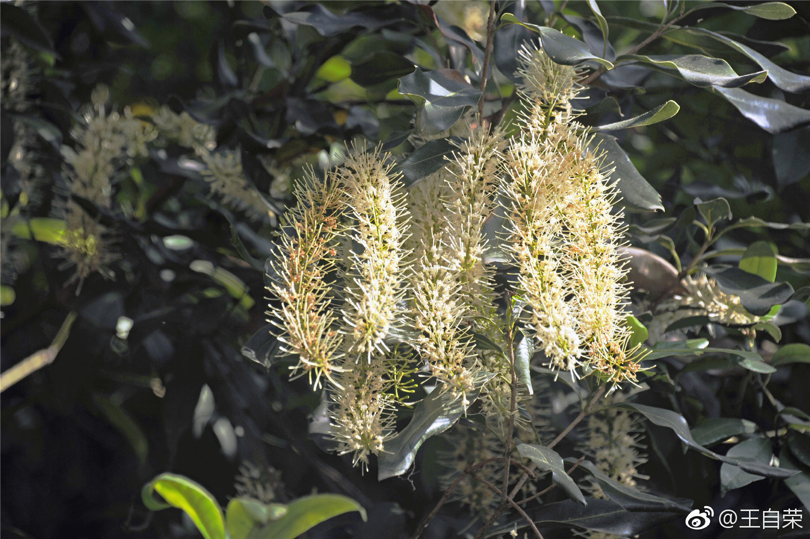 我不但我知道坚果澳洲坚果又名夏威夷果开花的模样
