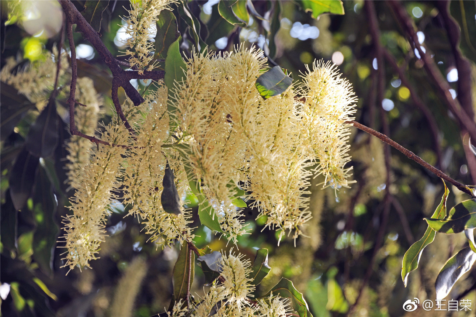 我不但我知道坚果澳洲坚果又名夏威夷果开花的模样
