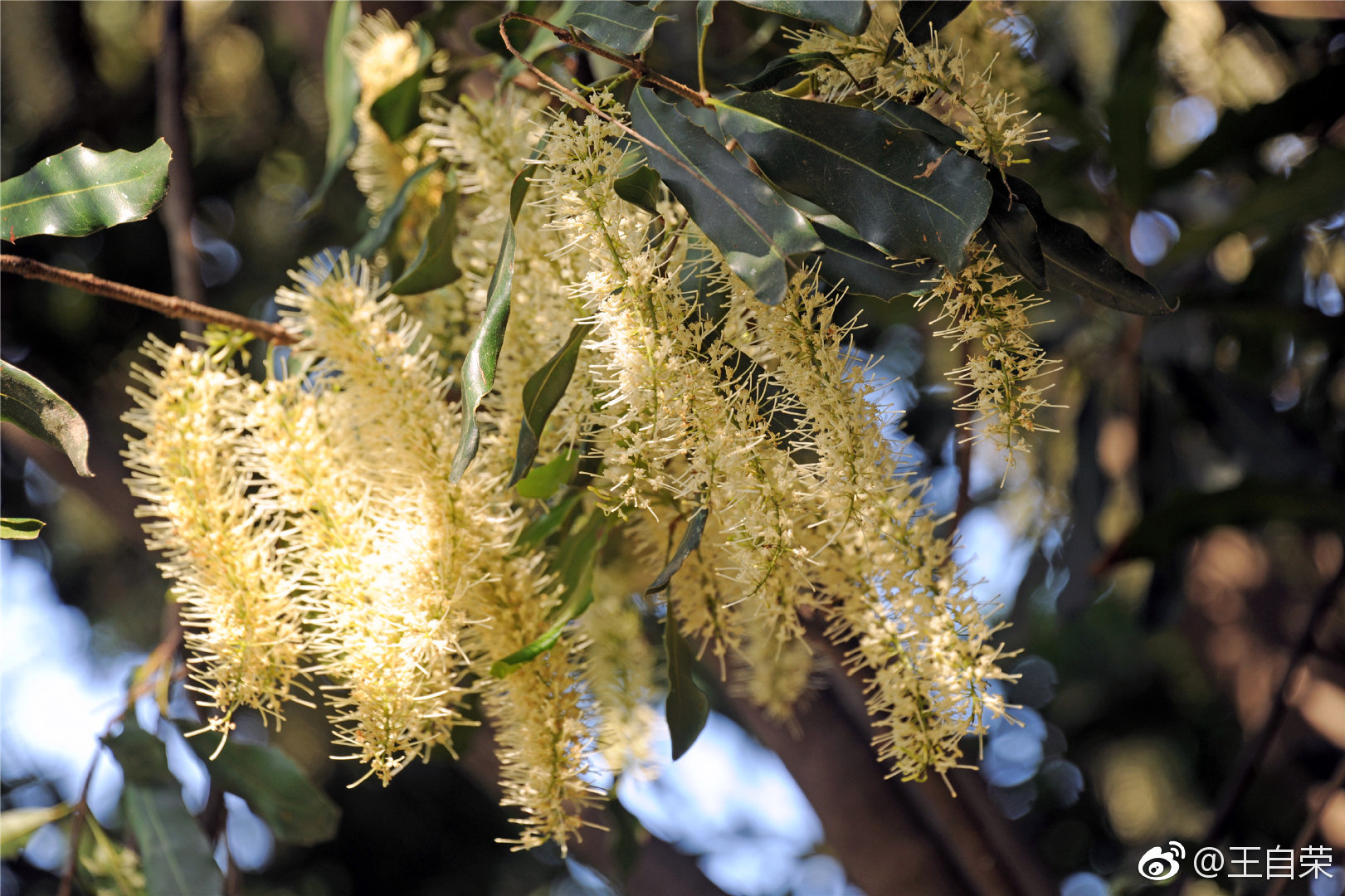 我不,但我知道坚果(澳洲坚果,又名夏威夷果) 开花的模样.