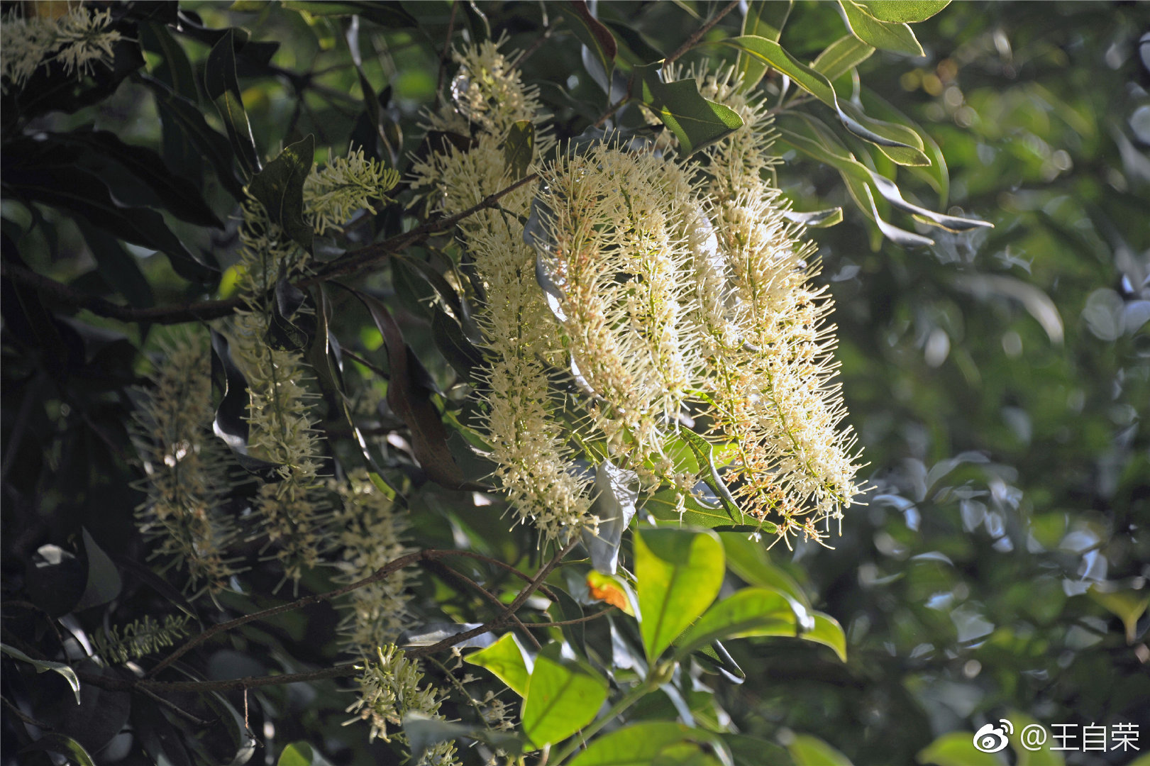 我不但我知道坚果澳洲坚果又名夏威夷果开花的模样