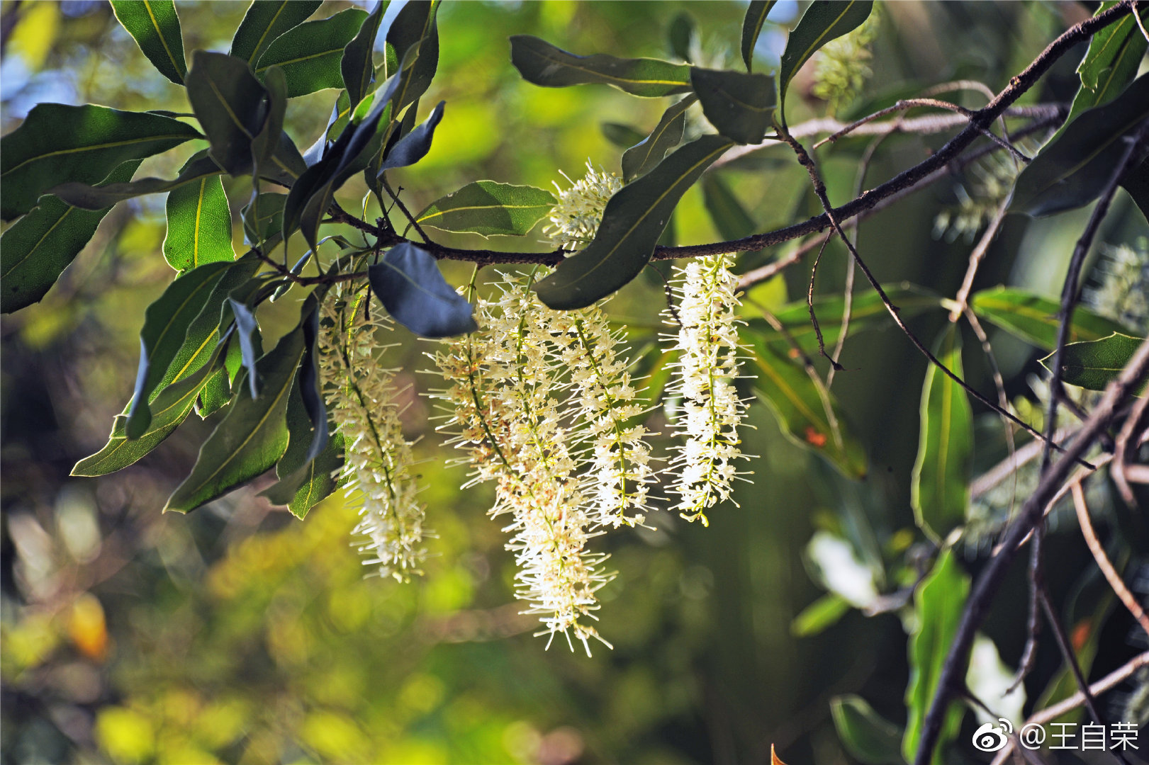 我不但我知道坚果澳洲坚果又名夏威夷果开花的模样