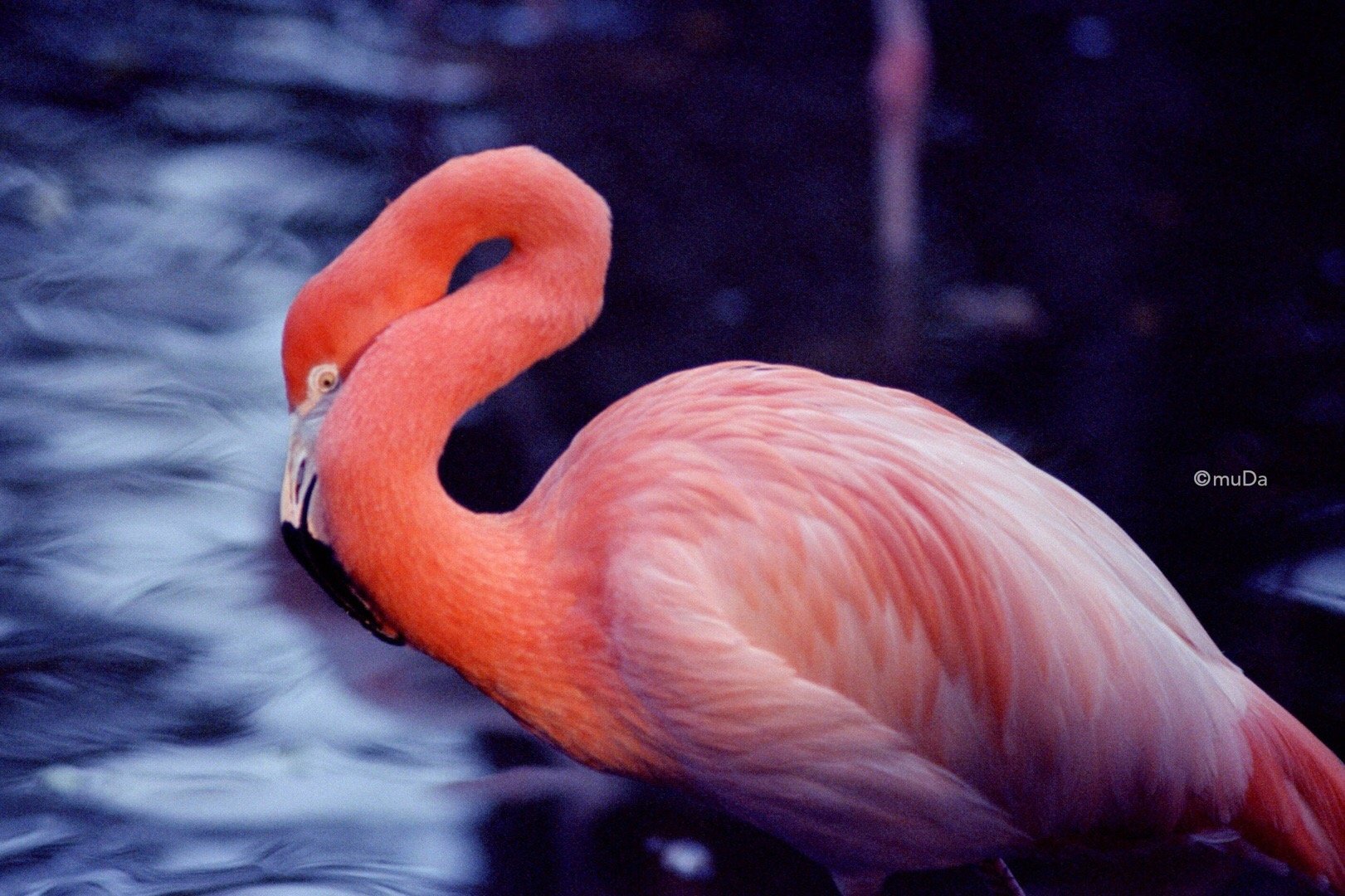 关于火烈鸟的羽毛和颜色