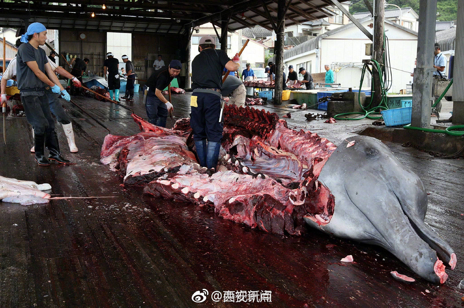 日本政府宣布退出国际捕鲸委员会 明年7月恢复商业捕鲸据日媒报道