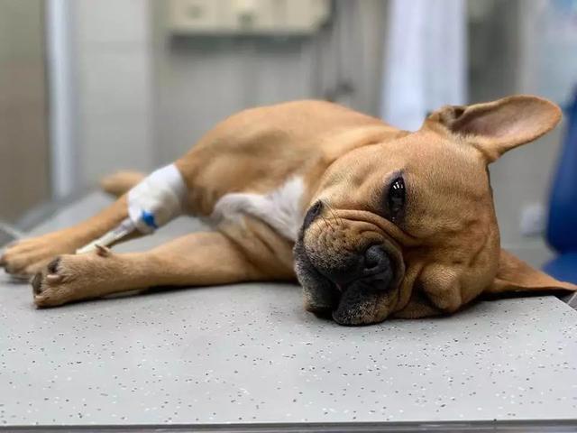 伙伴生病打麻醉逐渐闭上眼睛,暖心狗狗紧贴安慰:别怕,有我在!