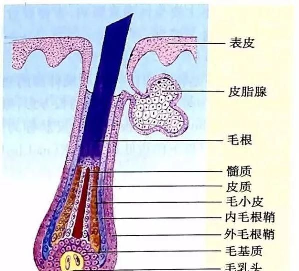 要想拯救自己的发际线,我们先要搞清楚头发的生理.