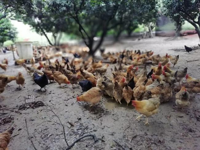 在农村,以前流行包山养殖,如今为何没人来!创业者说出了原因