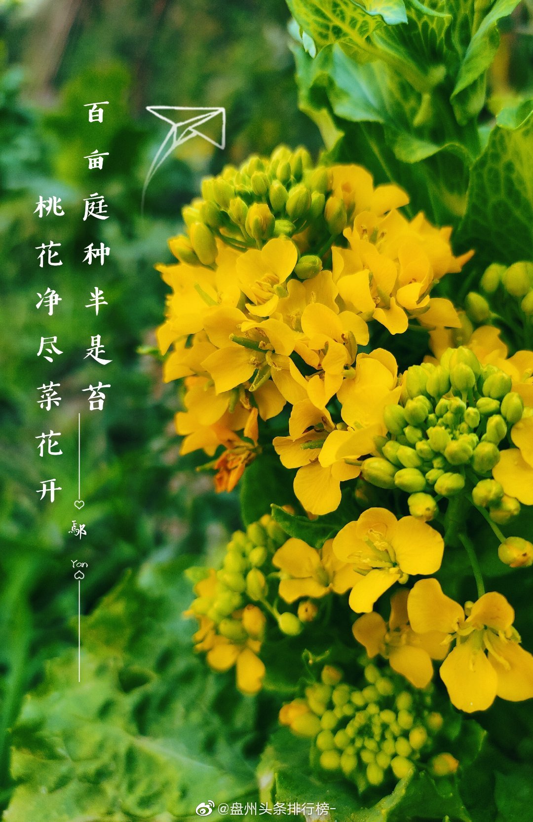 春天到了,万物复苏,春暖花开的时候,盘州的纯色格外撩人