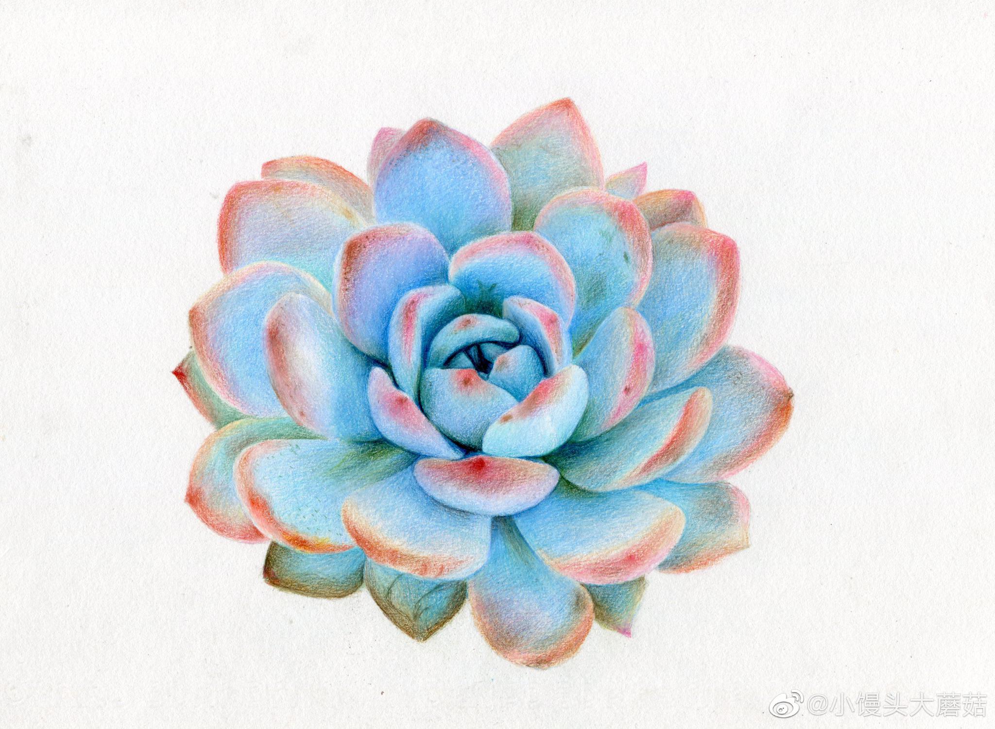 彩铅手绘多肉一株作者小馒头大蘑菇