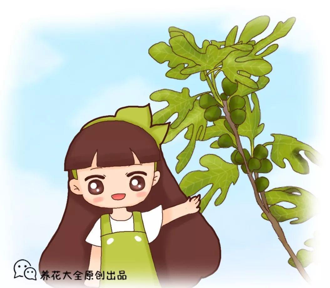 无花果别买了,掐根枝插土里就活,来年结果一箩筐!