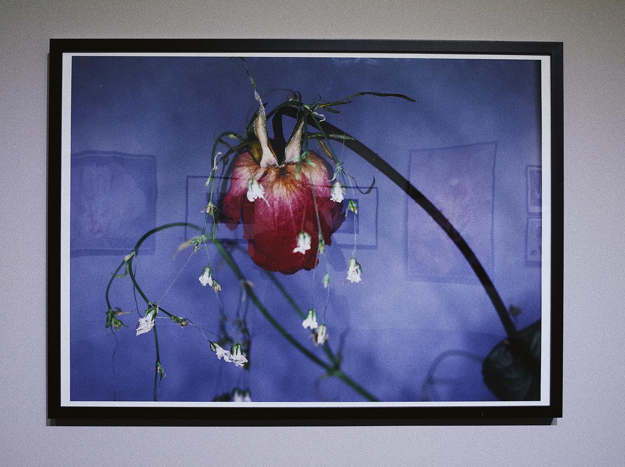 唯有花幽横亘生死荒木经惟迄今最大规模的以花为主题的摄影展