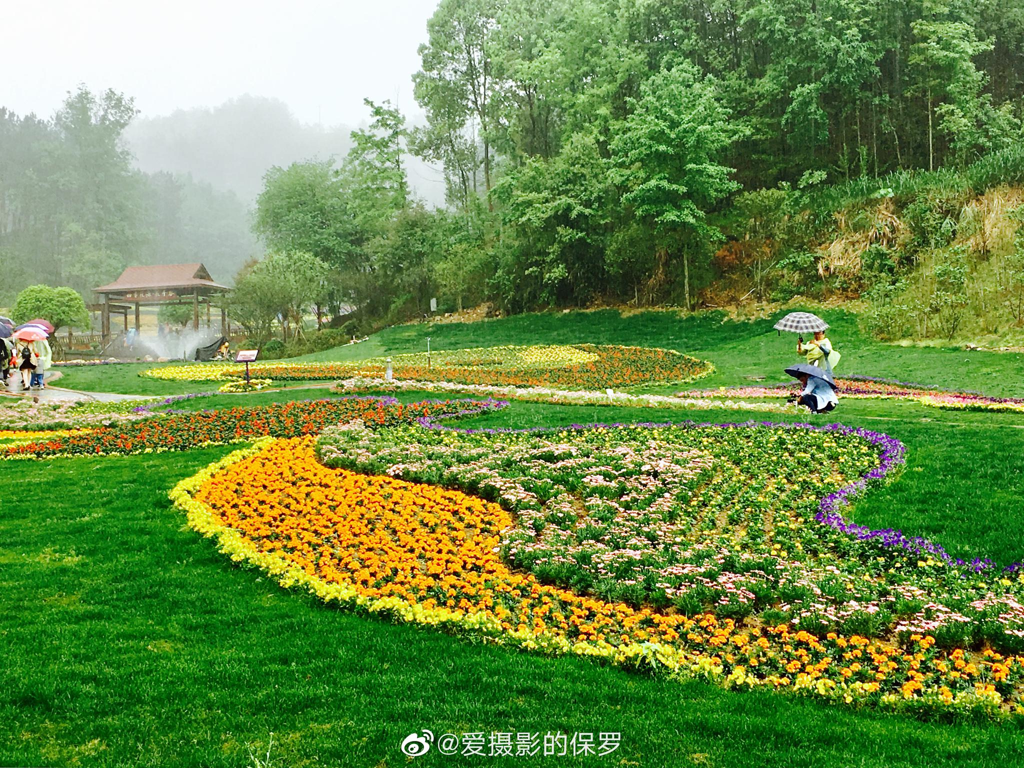 湖北省黄冈市 英山县|四季花海|杜鹃|英山_新浪新闻