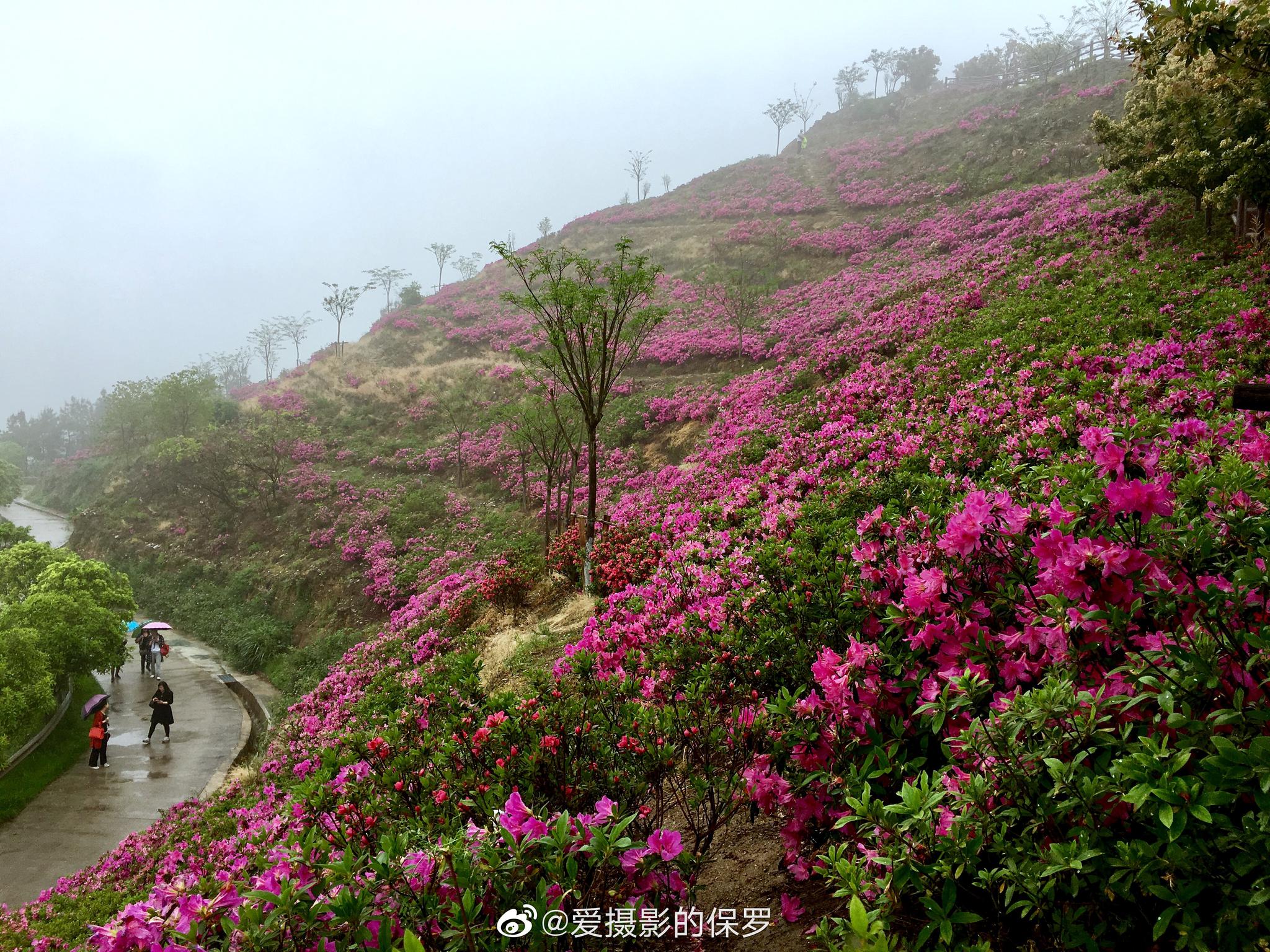 湖北省黄冈市 英山县|四季花海|杜鹃|英山_新浪新闻