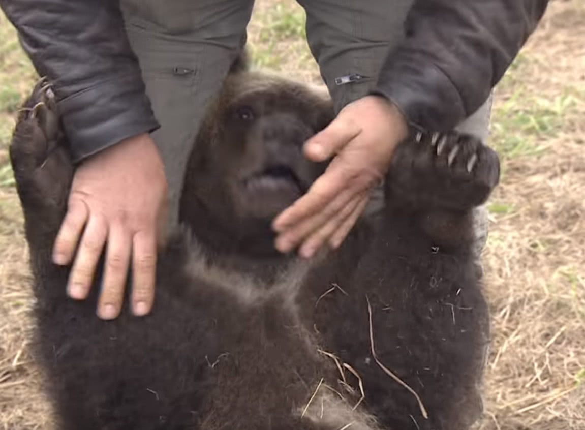 棕熊跑飞机场闹事,俄罗斯人捉住就给撂倒了,熊:别动手,买票