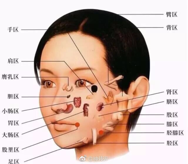 人体面部结构图名称图片