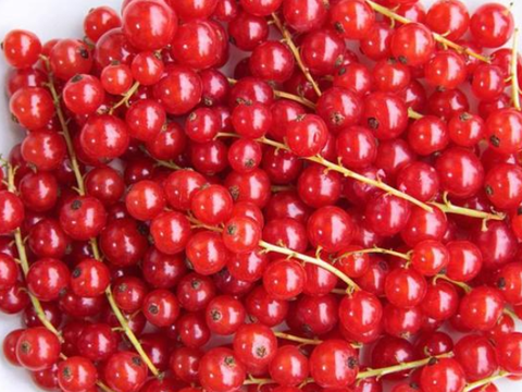 这些植物都是什么植物 这些植物有哪些特点