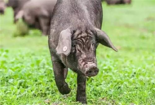 「撒坝火腿」成就云南四大名腿的,竟是这种丑猪