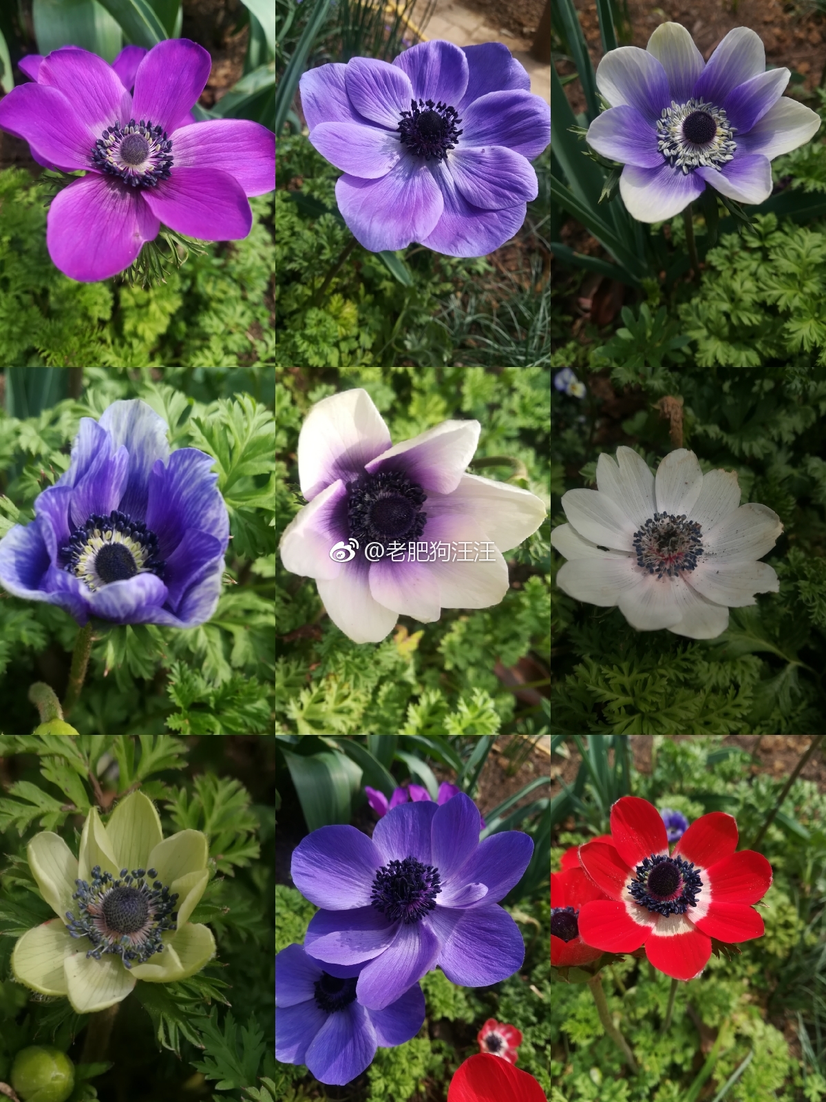 开了十种银莲花 雪光花可以说是仙女本女了