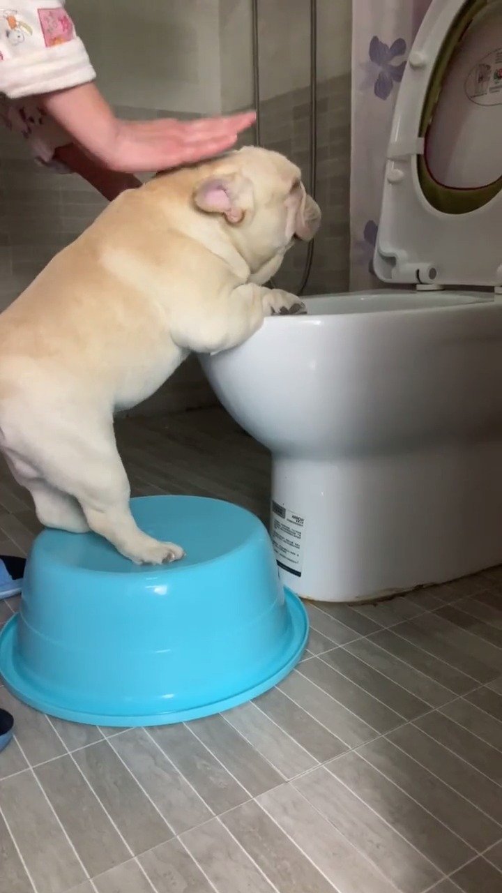 你喝醉蹲在厕所吐的样子!