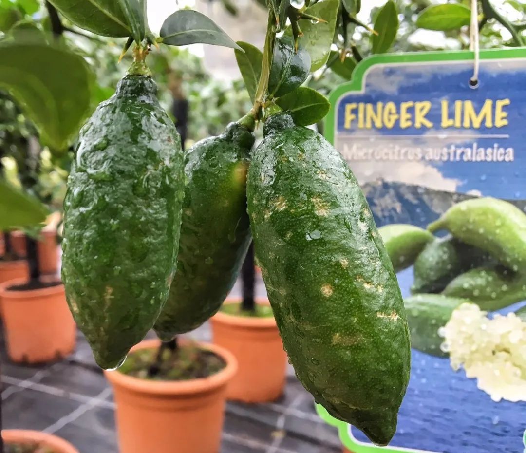 适合盆栽养的手指柠檬,果肉如鱼子酱,还能播种繁殖