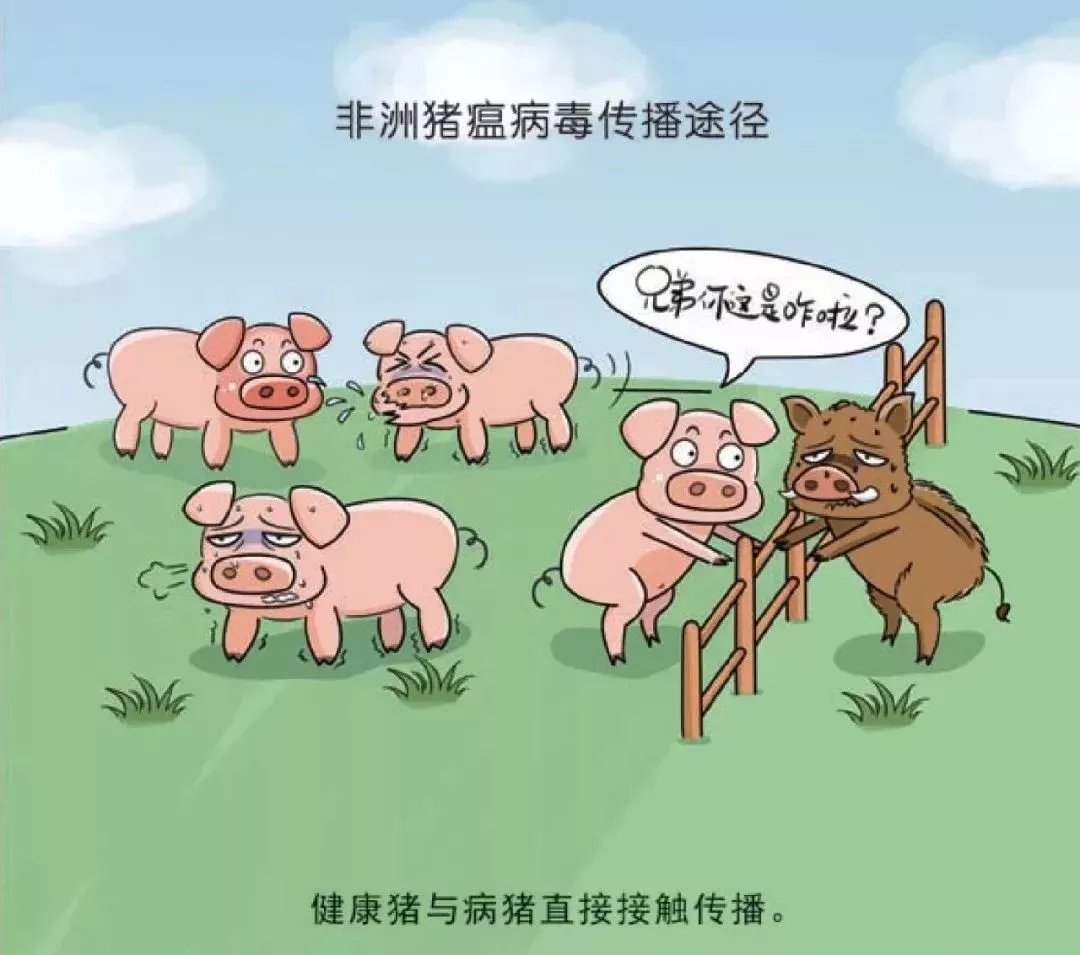 首例广东发生非洲猪瘟疫情农业农村厅官方回应来了