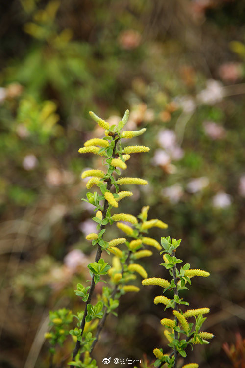 散似秋云无觅处|春梦|旱柳|晏殊_新浪新闻
