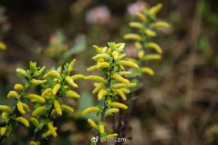 散似秋云无觅处|春梦|旱柳|晏殊_新浪新闻