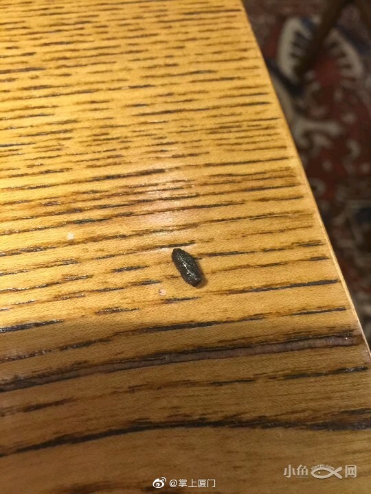 湾悦城吃饭掉下老鼠从灯上尿下来店员正常情况