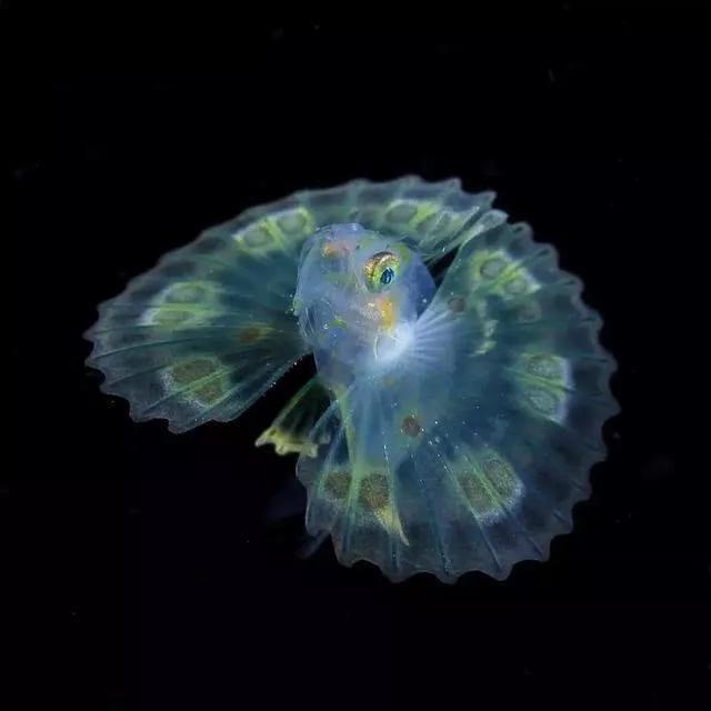 外国摄影师潜入海里拍摄到的神奇生物像是深海精灵也太魔幻了