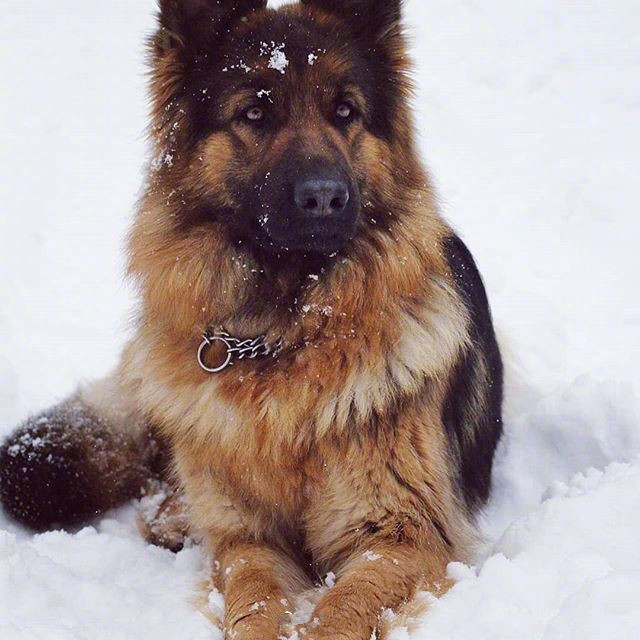 这狗子一旦帅起来,还真挺赏心悦目!