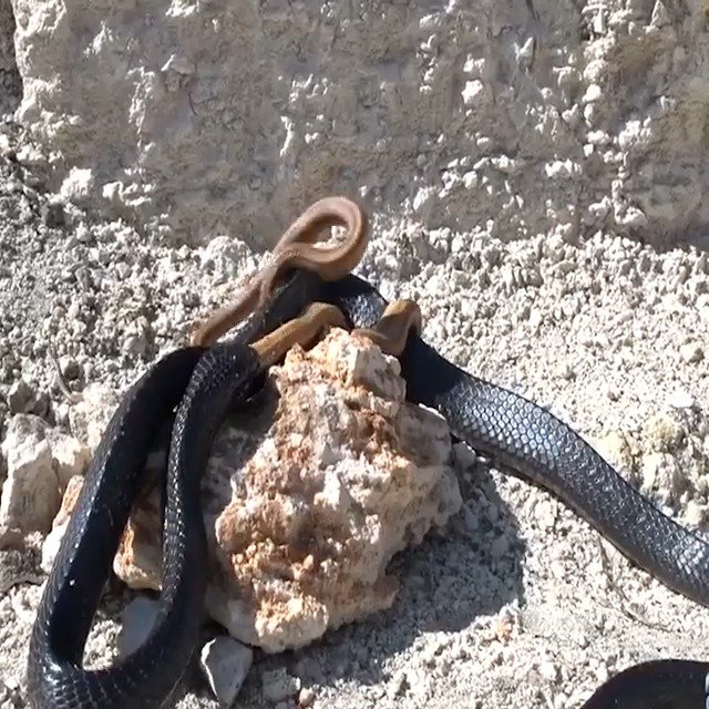 大蛇吃小蛇,活吞啊,太凶悍了.