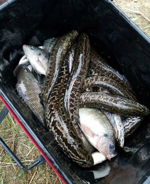 水塘抽水发现巨型蛇头鱼,似黑鱼1米多长,村民:家鱼被它吃光