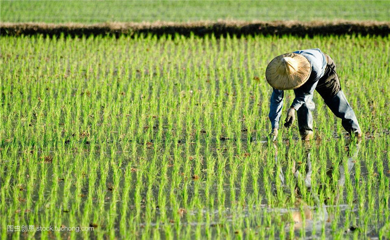 年龄大的农民种不了地年轻人不愿意种地农村的土地以后谁去种